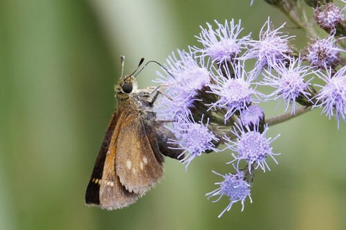 Yehl Skipper photo 5