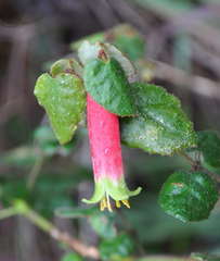 Correa reflexa reflexa