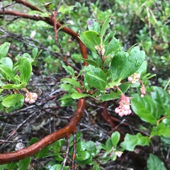 Arctostaphylos × media