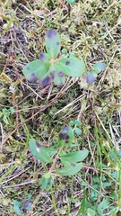 Mycosphaerella stemmatea