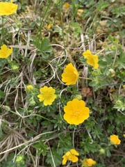 Potentilla aurea