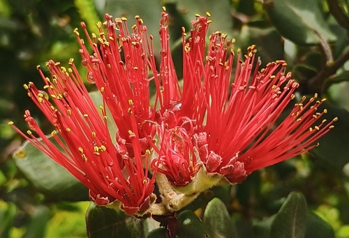 Metrosideros polymorpha observed 2026-10-02