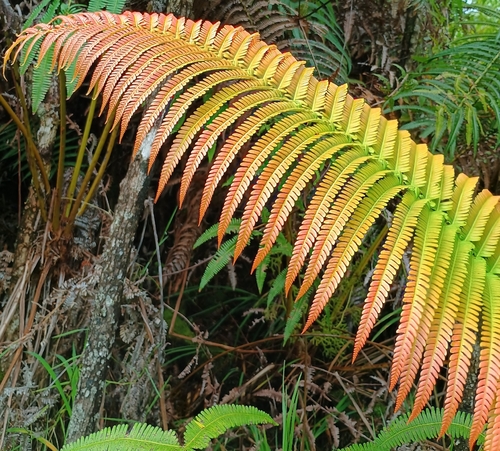 Sadleria cyatheoides observed 2026-10-02