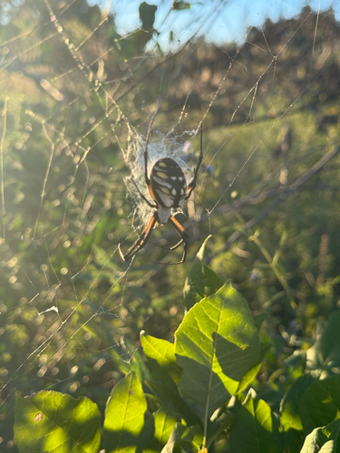 Yellow Garden Spider