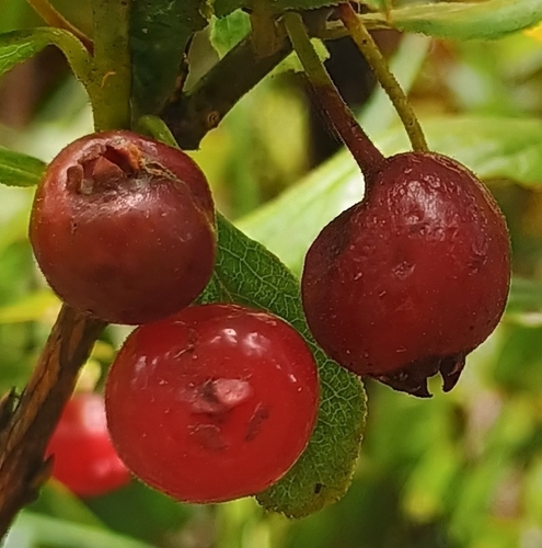 Vaccinium calycinum observed 2026-10-02