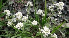Cochlearia officinalis