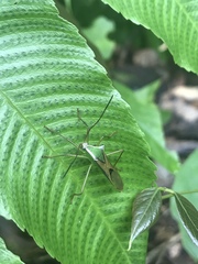 Homoeocerus angulatus