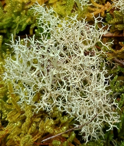 Cladonia observed 2026-10-02