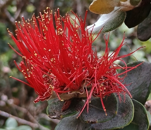 Metrosideros polymorpha observed 2026-10-02