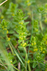 Cruciata laevipes