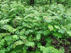 Sorbaria sorbifolia