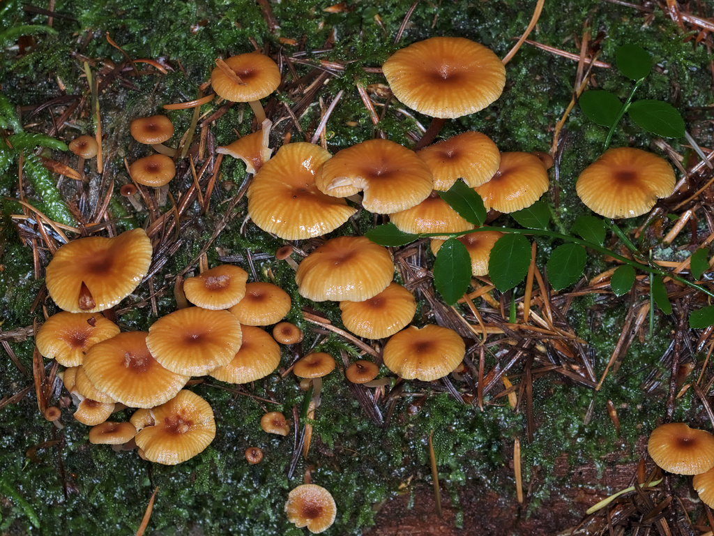 Pinewood Gingertail · October 2026 · photo: Photo: (c) Kevin Krebs, some rights reserved (CC BY) · iNaturalist