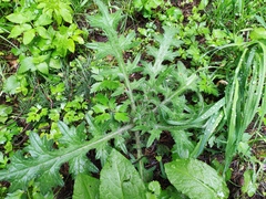 Cirsium vulgare