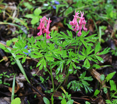 Corydalis buschii