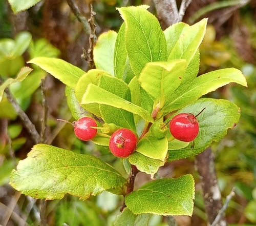 Vaccinium calycinum observed 2026-10-02