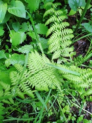 Athyrium filix-femina
