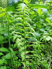 Athyrium filix-femina