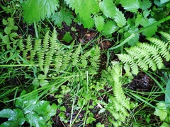 Athyrium filix-femina