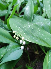 Convallaria majalis