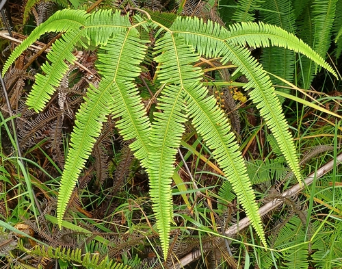 Sticherus owhyhensis observed 2026-10-02