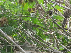 Acrocephalus dumetorum