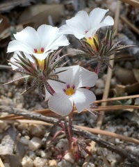 Linanthus concinnus