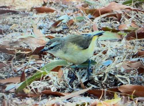Yellow-rumped Thornbill