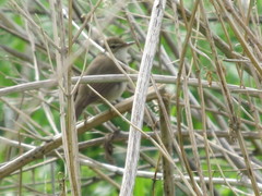 Acrocephalus dumetorum