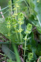Cruciata laevipes
