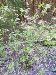 Ribes alpinum