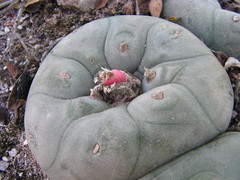 Lophophora diffusa