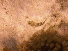 Parapercis australis