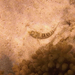 Parapercis australis