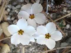 Linanthus concinnus