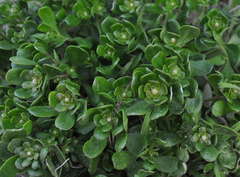 Stackhousia spathulata