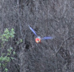 Platycercus icterotis