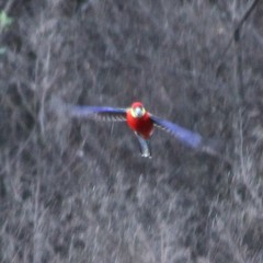 Platycercus icterotis