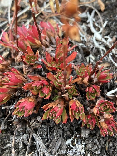 Saxifraga tricuspidata observed 2026-10-02