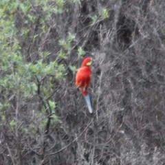 Platycercus icterotis