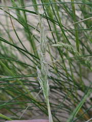 Poa billardierei