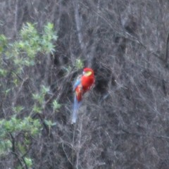 Platycercus icterotis