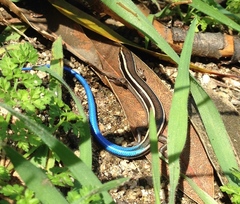 Plestiodon skiltonianus skiltonianus