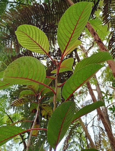 Perrottetia sandwicensis observed 2026-10-02