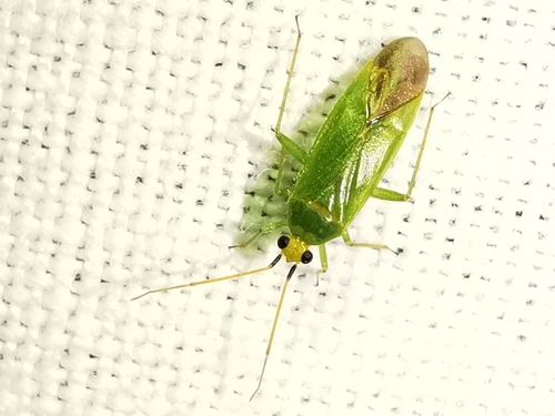 Orthotylus marginalis Reuter, 1883