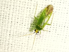 Orthotylus marginalis