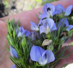 Psoralea azuroides