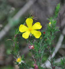 Hibbertia prostrata