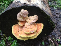 Laetiporus sulphureus