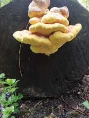 Laetiporus sulphureus