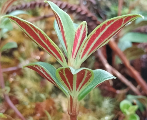 Peperomia observed 2026-10-02